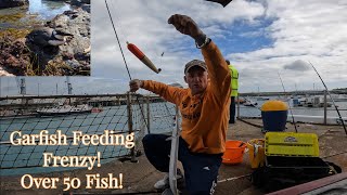 GARFISH BONANZA  Float Fishing For Garfish  Special Chum  Rescuing Sea Bird Covered In Oil [upl. by Chan]