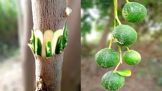 Orange Grafting Techniques 100Success  How To Graft Citrus Tree Easy grafting  Bud Grafting [upl. by Still]