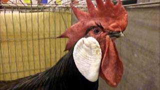 Minorka black National Poultry Show UK [upl. by Suoirred]