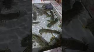 udang Mantis ronggengshorts udang [upl. by Auberon]