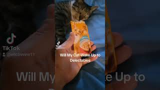 Will My cat Wake up to Delectables [upl. by Lashar]