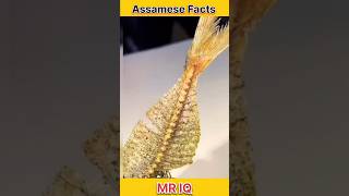 Assamese Facts । Mr IQ । shorts assamese assamesevideo assam assamesenews assameseshorts [upl. by Cerracchio827]