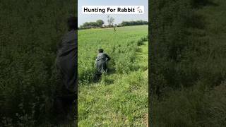 Hunting For Rabbit  Rabbit ka shikar  Rabbit Hunting 🐇🥵 shorts shortsfeed farmer rabbit [upl. by Quar]