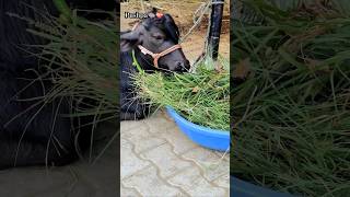 Murrah bull🐃💯  murrahbull villagelife 5starmurrah dailyvlog shortsf kumawatpushkar007 [upl. by Cottrell]