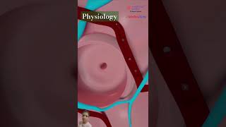 Exchange of gases in the alveoli anatomyphysiology nursing nursingstudent nursingofficer shorts [upl. by Teerprug]