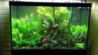 65g Planted Tank Update 11 [upl. by Assert274]