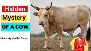 The Hidden Mystery Of A COW  Nana Ayebiafo Jnana [upl. by Hiett]