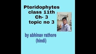 pteridophytes for class 11th in hindi [upl. by Kimbra]