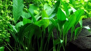 Anubias Angustifolia Afzelii  Narrow leaved anubias  Small anubias Care and Info [upl. by Ahselaf]