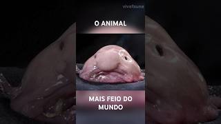 Conheça o PeixeBolha O Animal Mais Feio do Mundo 🐟 curiosidades animais peixes [upl. by Delphine127]