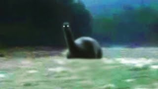 Animals Believe To Be Extinct Caught Alive On Camera [upl. by Lemra]