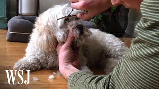 How to Safely Groom Your Dog Between Haircuts  WSJ [upl. by Ynnohj693]