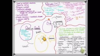 OCR A LEVEL BIOLOGY  UNIT 24 PART 1  ENZYMES [upl. by Leihcim933]