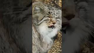 Discover the Adorable Pallass Cat The Wild Manul You Cant Keep as a Pet [upl. by Domenico]