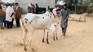 Today domail mandi 2024 latest update ll fateh jangi cows rate ll gondal mandi ll jamil tv ll [upl. by Llirrem]