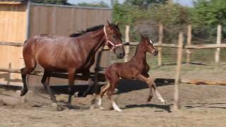 2024 Foal Festival  Foal for sale  Quabri de Lisle x Kentucky Gold de Muze Nabab de Rêve [upl. by Retsam]