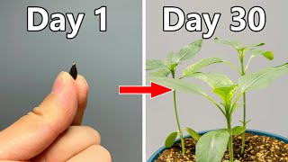 Growing Sunflowers From Seed30 Days Timelapse [upl. by Lleuqar4]