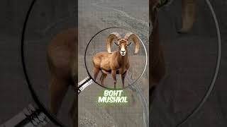 Amazing Ibex Goat Facts You Didnt Know ytshort [upl. by Eislrahc]