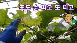 ​2024 GrapesShine muscat 15 Removing grape shoots amp Openfield grape farming [upl. by Oremo617]