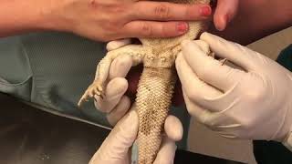 Coccygeal blood sampling from a Bearded Dragon [upl. by Nyrual]