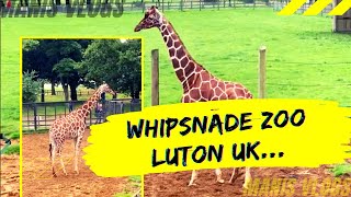 Whipsnade Zoo Luton England  Beautiful place for kids as well to visit  Vist 2021  Manis vlogs [upl. by Crifasi]