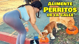 Alimentando Perritos en la calle 😍😏  Bufonesnet [upl. by Carmencita]