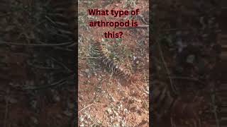 Guess this arthropod [upl. by Lubow]