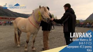 Seminhingst Norsk Fjordhestsenter 2016  Lavrans [upl. by Tacy]