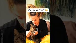 🤣🤣 cat pets funnypets funnycats shorts [upl. by Alset485]