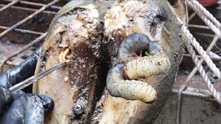 Cut Trim and Cleaning Screw with Wood WAS STUCK IN cows hoof [upl. by Phi]