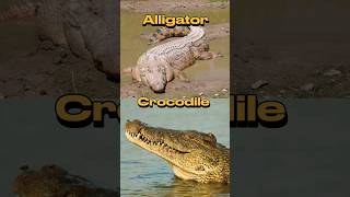 What’s the difference between alligator and crocodile 😨 crocodile alligator shorts different [upl. by Gnilrad]