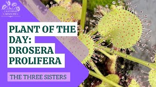 Plant of the Day Drosera prolifera [upl. by Nutter]