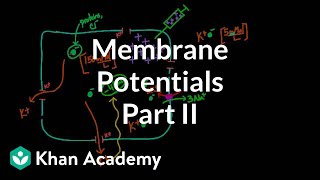 Membrane potentials  part 2  Circulatory system physiology  NCLEXRN  Khan Academy [upl. by Eillim]