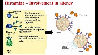 4 Histamine amp Bradykinin [upl. by Zackariah]