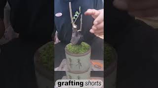 Bonsai tree grafting method unique l grafting shorts [upl. by Sclater]