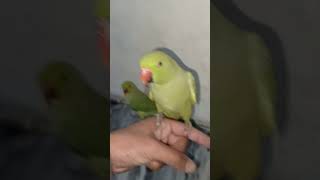 Hand tamed parrot talkingparrot funnyanimals birds parroting [upl. by Adnawt]