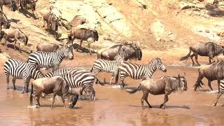 The Great Wildebeest Migration in Action [upl. by Enael]