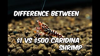 Understanding the substantial difference between 1 and 500 for Caridina Shrimp [upl. by Dyol592]