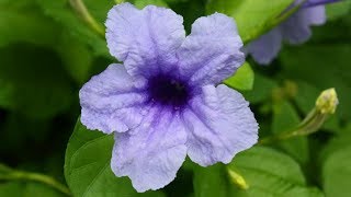 Ruellia tuberosa  cracker plant popping pod [upl. by Asiralc370]