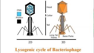 Lysogenic cycle of Bacteriophage [upl. by Mulderig870]