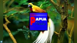 Papua Music  hollandia 98 surga dari timur tanahku papua [upl. by Acyssej678]