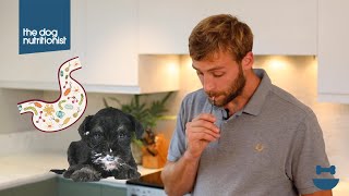 Homemade dog food breakfast Probiotic Gut Health Recipe  Dog Nutrition Lessons  Ep 13 [upl. by Plunkett639]