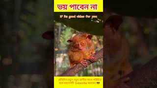 Tiny Tarsier The Worlds Cutest Nocturnal Animal 🐒quotshorts [upl. by Casie357]