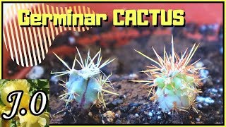 🌵 Cómo germinar semillas de cactus y otras suculentas  Cuidados 1º año Nivel principiante [upl. by Akeryt]