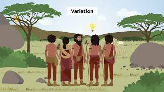 How have processes of evolution changed households [upl. by Ateekram]