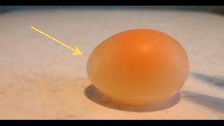 The egg in vinegar for 24 hours  Experiment [upl. by Adnorrahs]