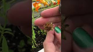 How to collect Coreopsis flower seeds seedsaving coreopsis nativeplants wildflower gardening [upl. by Latvina]