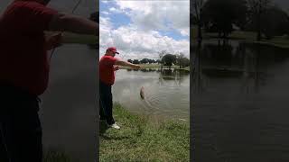 Carolina Rig Farm Pond Bass Fishing 2 [upl. by Soane]