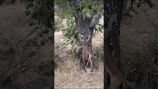 animals wildlife krugernationalpark leopard africanlionsafari wow experience lion shorts [upl. by Achorn]