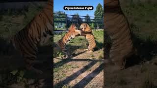 Tigers Intense Fight at the Zoo  ViralCub [upl. by Bryna]